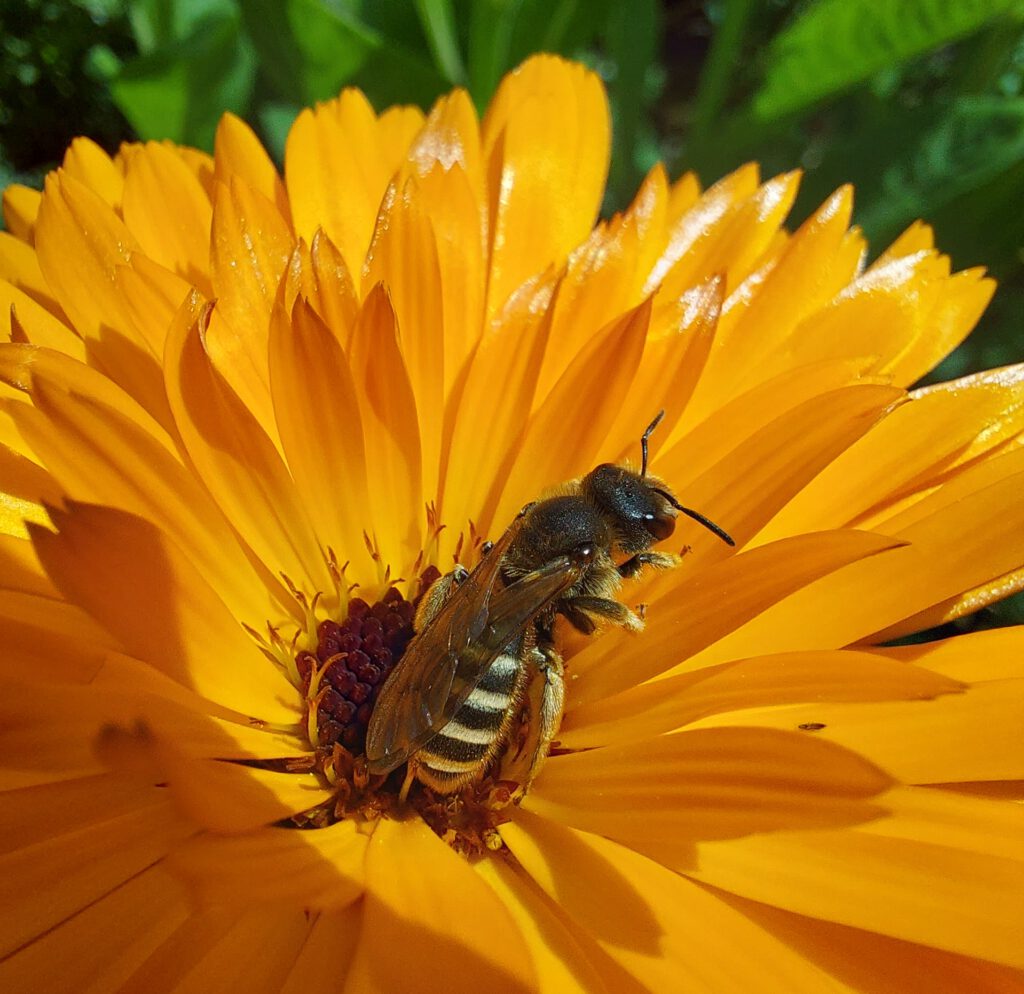 Gelbbindige Furchenbiene in Calendula Blüte